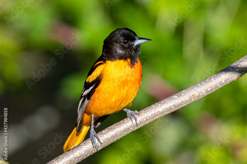 Εκτύπωση καμβά baltimore oriole perched on branch with clean background