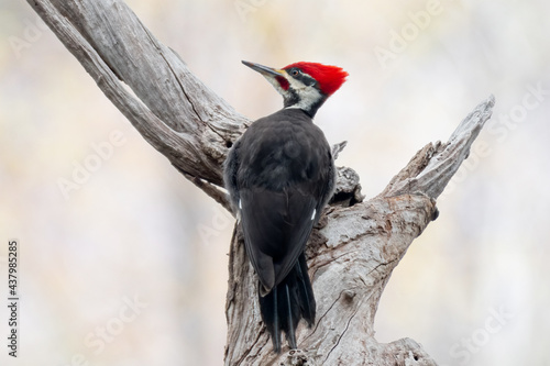 pileated woodpecker perched on branch with clean background