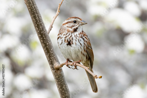 song sparrow perched on branch with clean background
