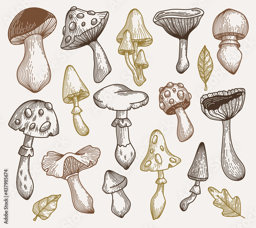 Hand drawn mushrooms collection. Vector sketch illustration in brown natural colors. Outline.
