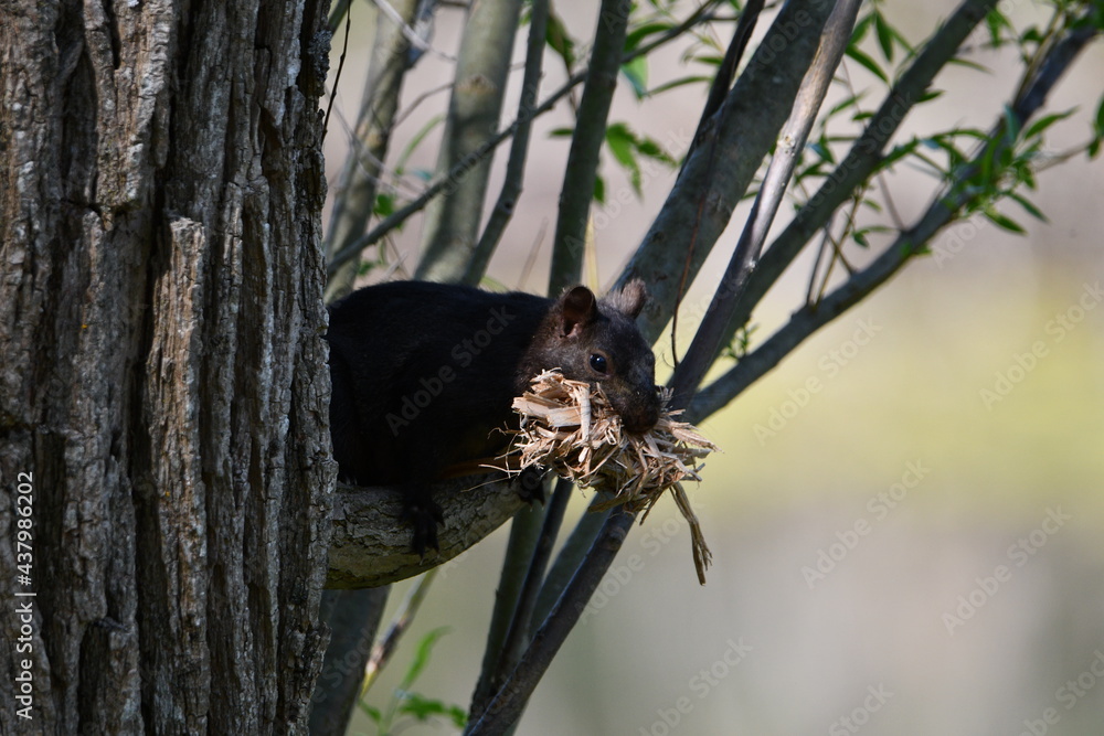 American Black Squirrel with a mouth full of nesting material