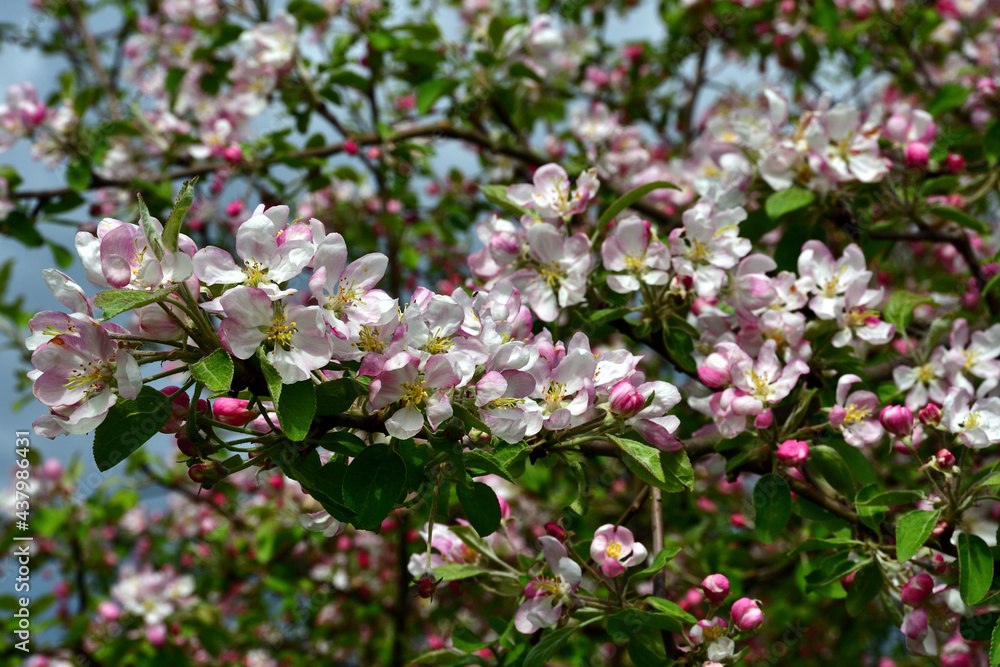 An apple twig with white-pink flowers in direct sunlight in the upper branches of a tree under a blue sky. An apple twig with white-pink flowers in direct sunlight in the upper branches of a tree under a blue sky.