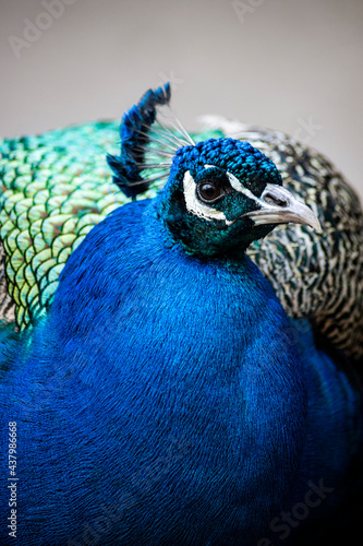 Prächtiger Pfau Close Up