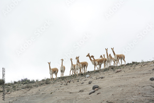 Vicuñas in the Chimborazo wildlife reserve  © ecuadorplanet 