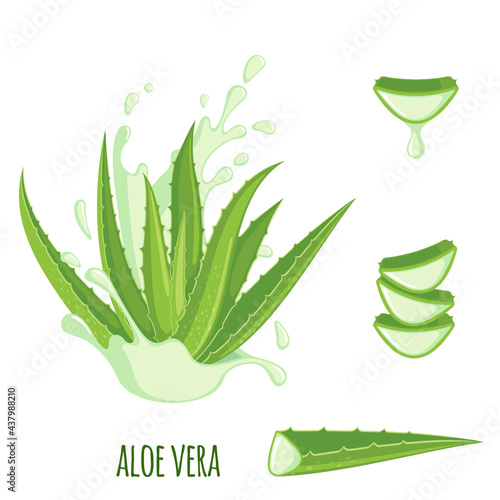 Vector Aloe Vera icon set isolated on white background.