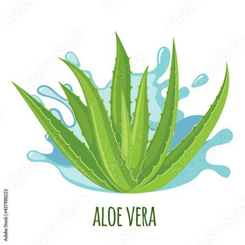 Vector Aloe Vera icon isolated on white background.