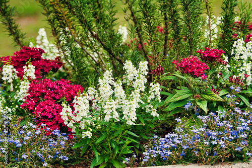 A group of colorful flowers blooming in a garden.