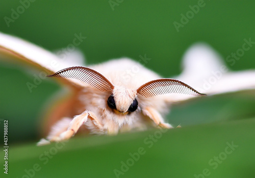 mariposa de gusano de seda