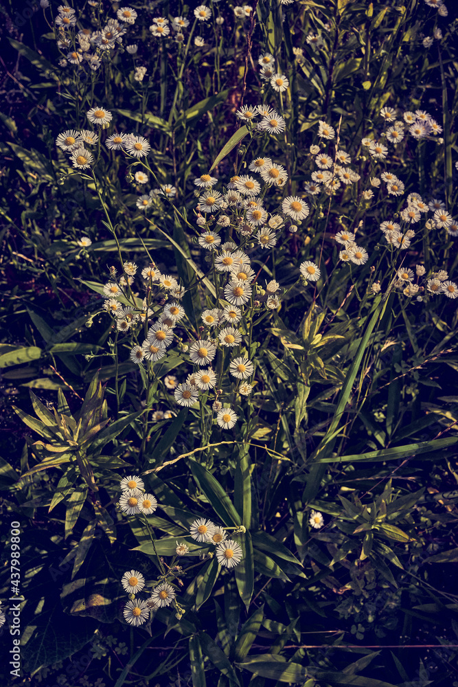 wild white flowers wild white flowers