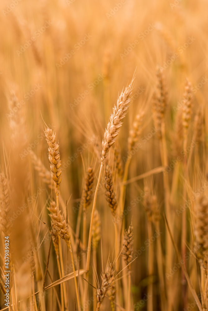 Wheat field . Golden spikelets of wheat closeup. Harvest concept. Wheat field . Golden spikelets of wheat closeup. Harvest concept.