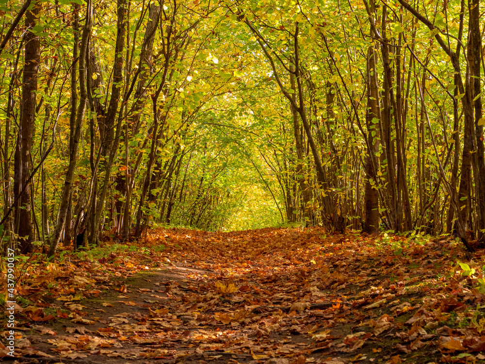 Obraz premium Footpath in the autumnal misty forest with high trees. Mysterious pathway. Arch through autumnal forest with yellow leaves