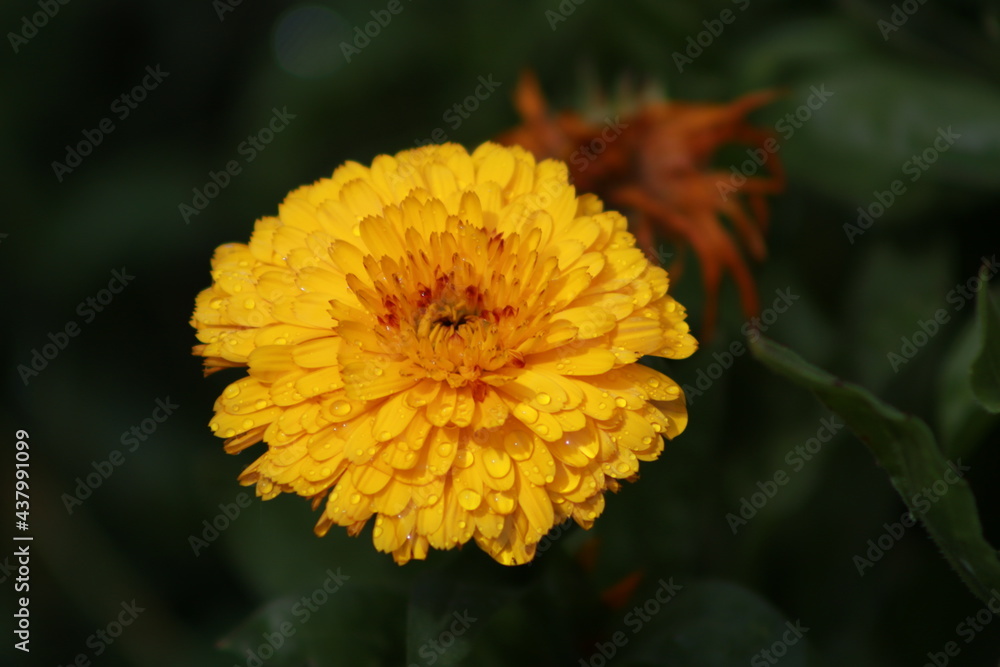 calendula officinalis yellow flower with water drops calendula officinalis yellow flower with water drops