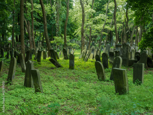 Matzevot at the Jewish cemetery photo