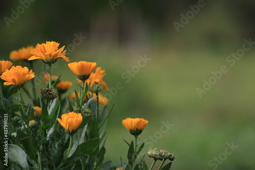 calendula officinalis yellow flower with water drops