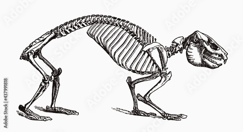 Rock hyrax procavia capensis skeleton in profile view, after antique engraving from the 19th century