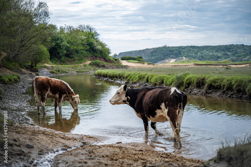 Cow by the river © Kinga