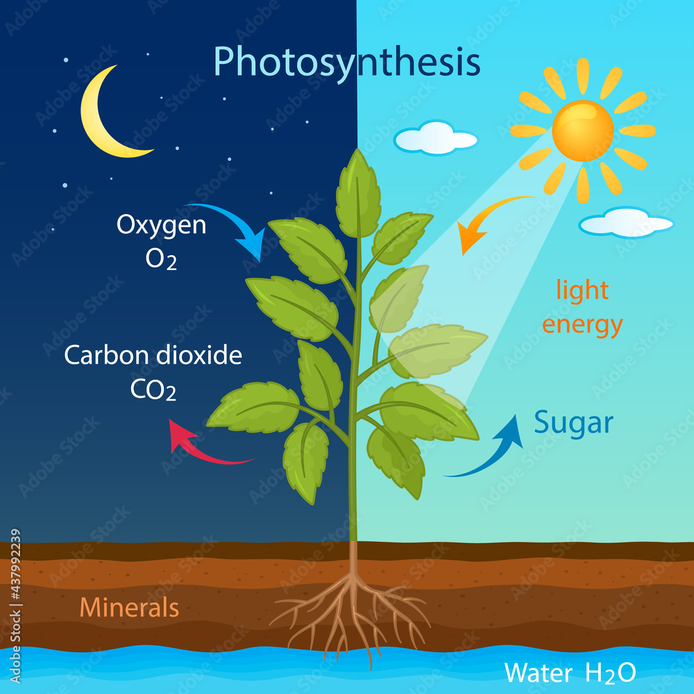 Photosynthesis And Cellular Respiration Poster Project