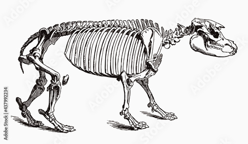 Endangered Malayan tapir acrocodia indica skeleton in profile view, after antique engraving from the 19th century