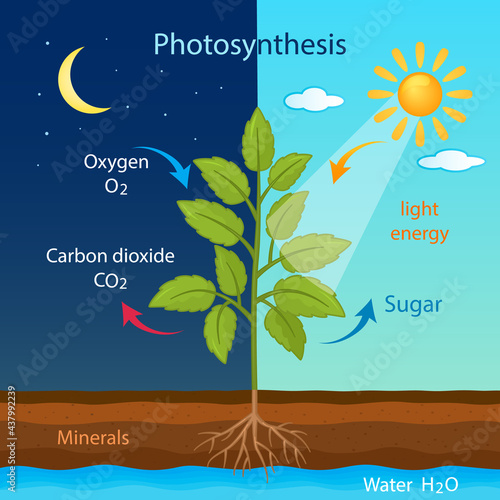 training poster with the process of cellular respiration of a growing plant with leaves in the daytime and at night.