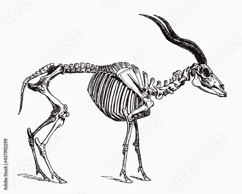 Critically endangered white antelope addax nasomaculatus skeleton in profile view, after antique engraving from the 19th century