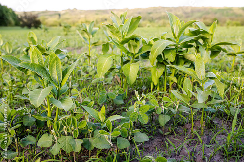 Weed Control in Soybeans. asclepias on the field with young soybeans. Lambsquarters soy sprouts on an unencidesed without herbicidefield. weed cover is present on agricultural fields.