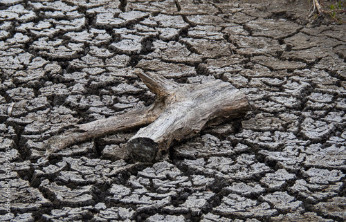 Dry, Dead, and Dying