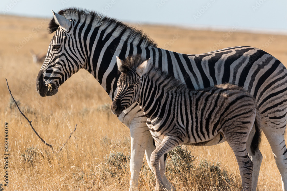 Obraz premium zebra mother with calf in sunset light at etosha national park both looking into the camera showing beautiful natural striped pattern
