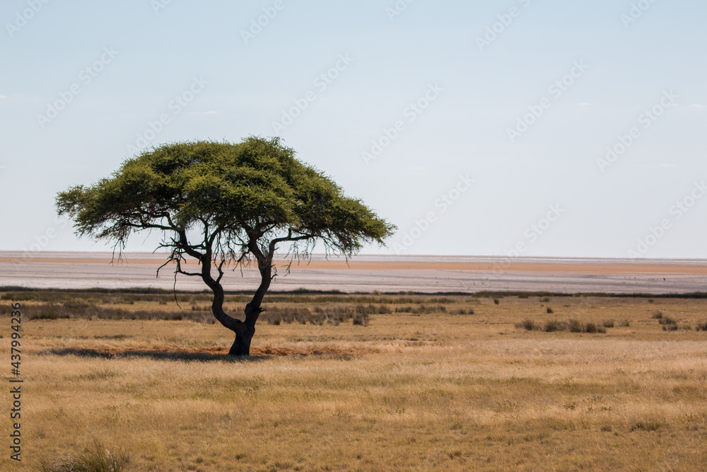 ethosha nationalpark landscape- lone tree at pan's edge ethosha nationalpark landscape- lone tree at pan's edge