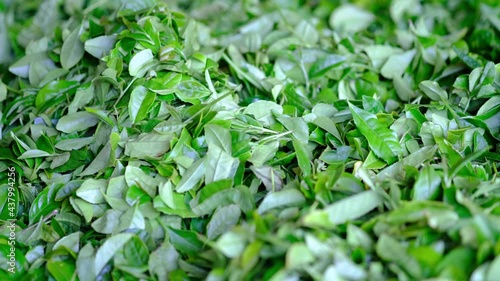 Wallpaper Mural 収穫した沢山の綺麗な茶葉 Torontodigital.ca