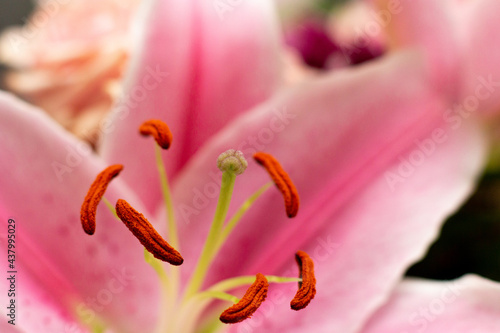 Close up of hibiscus flower stigma and anther