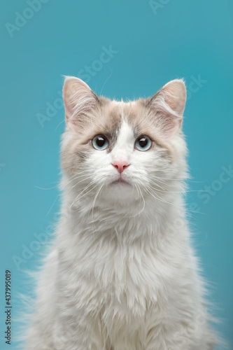 Portrait of a cute and funny young cat on a blue background. Munchkin breed.