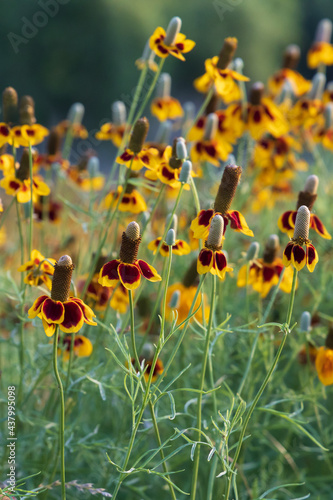 Mexican Hats, wildflowers in a field  photo