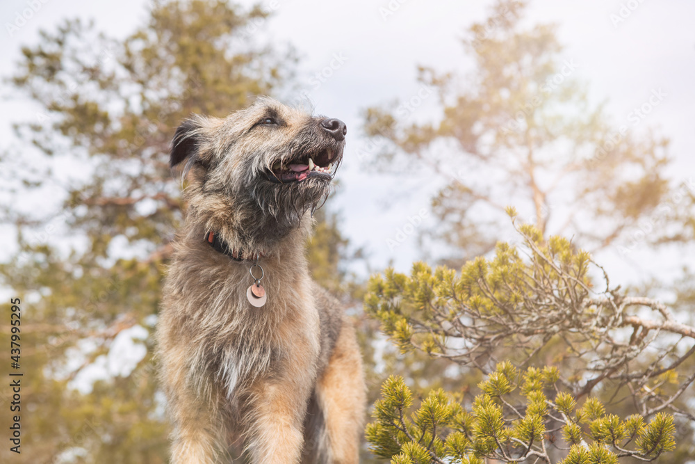 Portrait of a dog of the traveler in a collar on the background of nature, forest, trees.