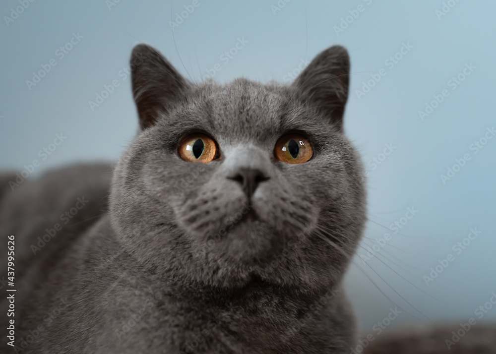 Closeup of Blue British Shorthair cat