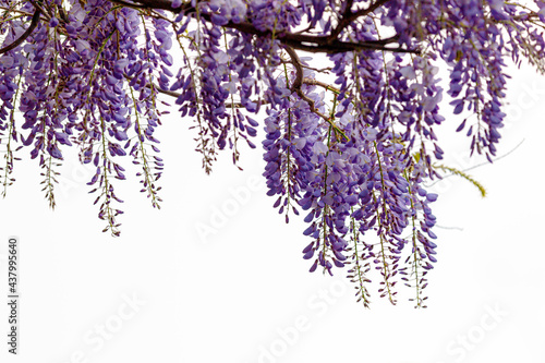 Selective focus of purple flowers Wisteria sinensis or Blue rain, Chinese wisteria is species of flowering plant in the pea family, Its twisting stems and masses of scented flowers in hanging racemes. photo