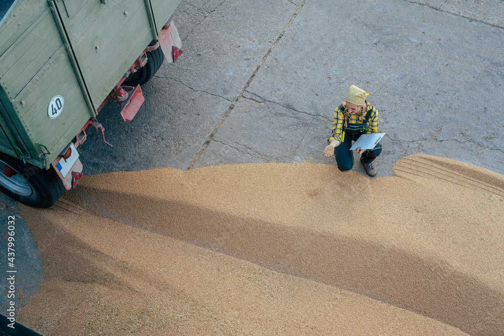 Grain being brought by tractor to the storage or granary Grain being brought by tractor to the storage or granary