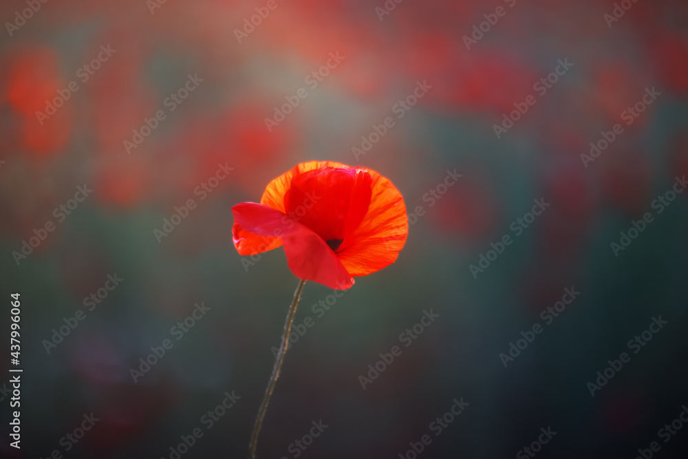 Obraz premium Red poppy close-up in sunlight on a blurry background with space to copy. Summer Background flowers.