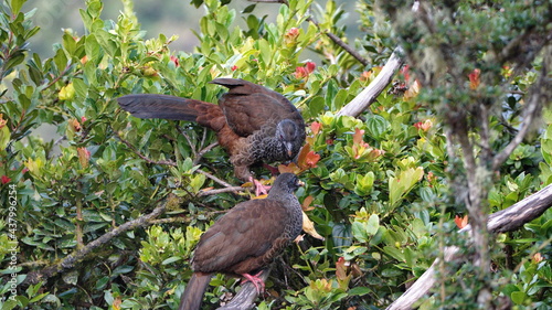 Andean guans (Penelope montagnii) in a tree, eating a banana at Yanacocha Ecological Reserve outside of Quito, Ecuador photo