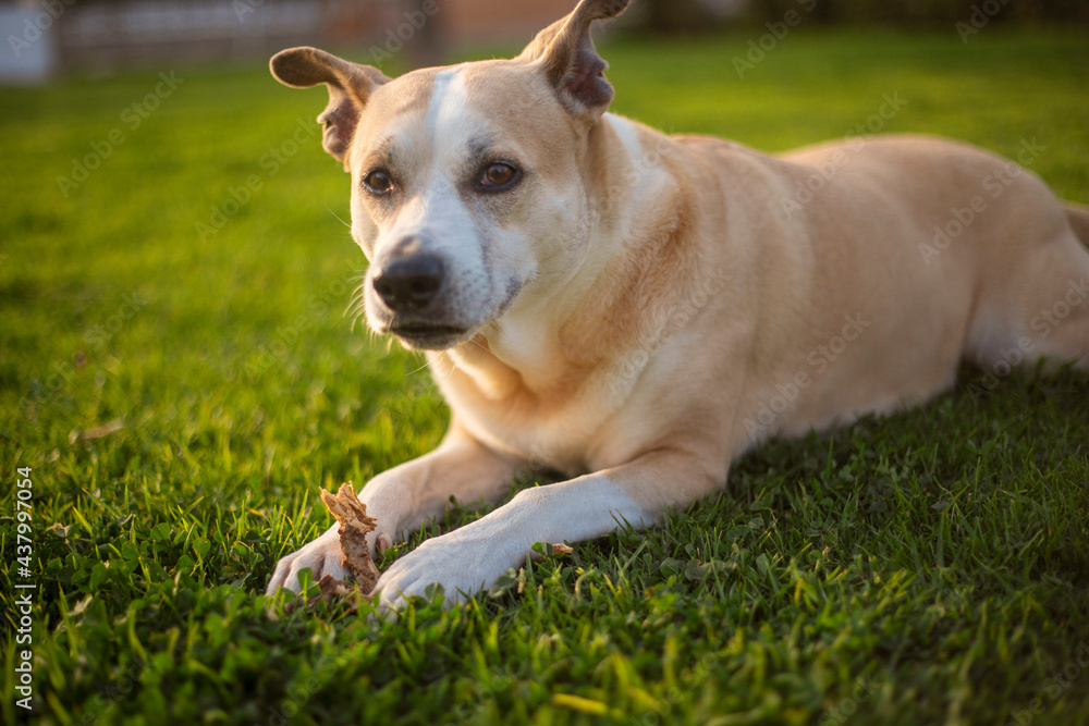 Photography of a beautiful pitbull dog chewing on a stick Photography of a beautiful pitbull dog chewing on a stick
