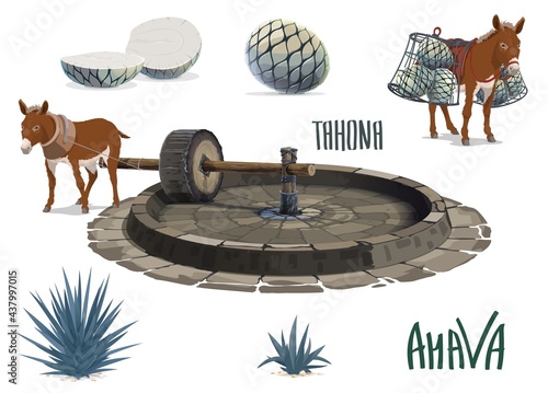 Blue agave growing and aguamiel extraction for tequila. Donkey or mule carrying agave pina heart or pineapple, pulling tahona stone mill wheel. Mexican tequila drink production, agave plantation tool