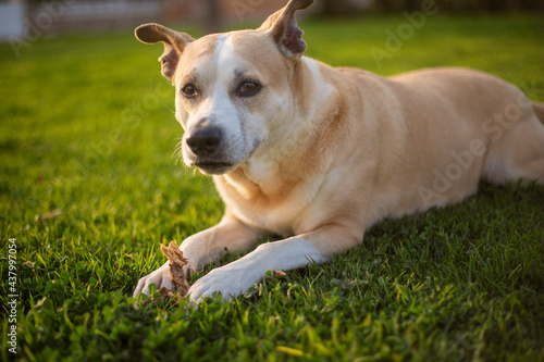 Fotografie Photography of a beautiful pitbull dog chewing on a stick