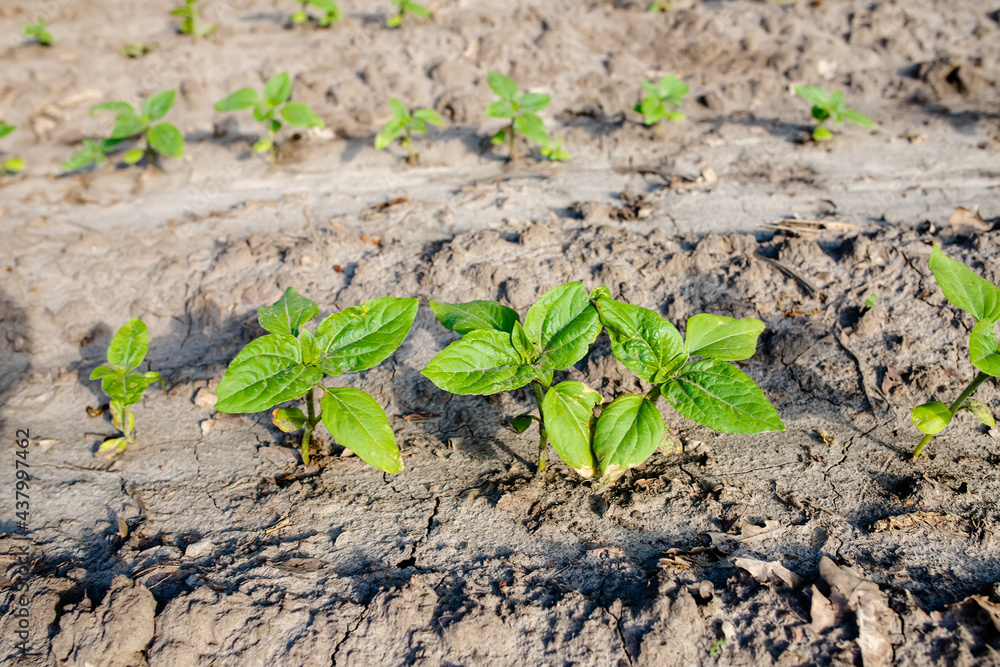 Sunflower sprouts growing out from soil on a farmy organic field. Industrial cultivation of sunflowers in warm regions for oil production, poultry feed. Top view Sunflower sprouts growing out from soil on a farmy organic field. Industrial cultivation of sunflowers in warm regions for oil production, poultry feed. Top view