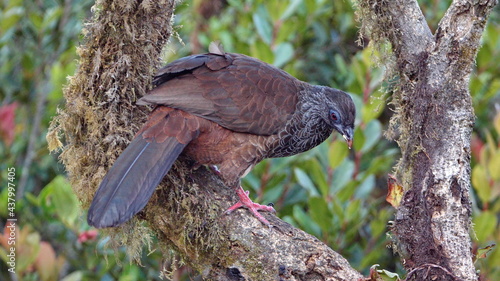 Andean guan (Penelope montagnii) perched in a tree at Yanacocha Ecological Reserve outside of Quito, Ecuador photo