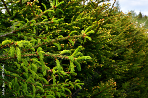 Close-up of a fir branch with delicate light green sprouts on a sunny day against a blurred background of a live spruce hedge.