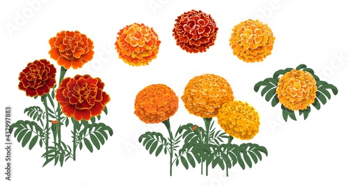 Marigold flowers blossoms, leaves and buds. Red and orange tagetes or cempasuchil blooming flowers, Mexican Dia de los Muertos, Day of Dead holiday and Indian Diwali festival vector floral decorations photo