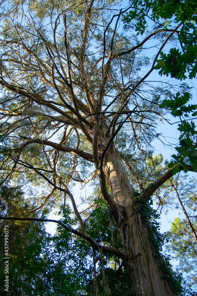 Fototapeta premium Big Eucalyptus tree