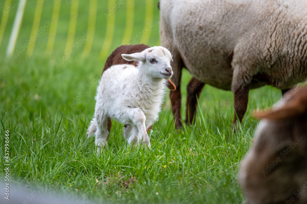 Obraz premium Ein kleines Lamm