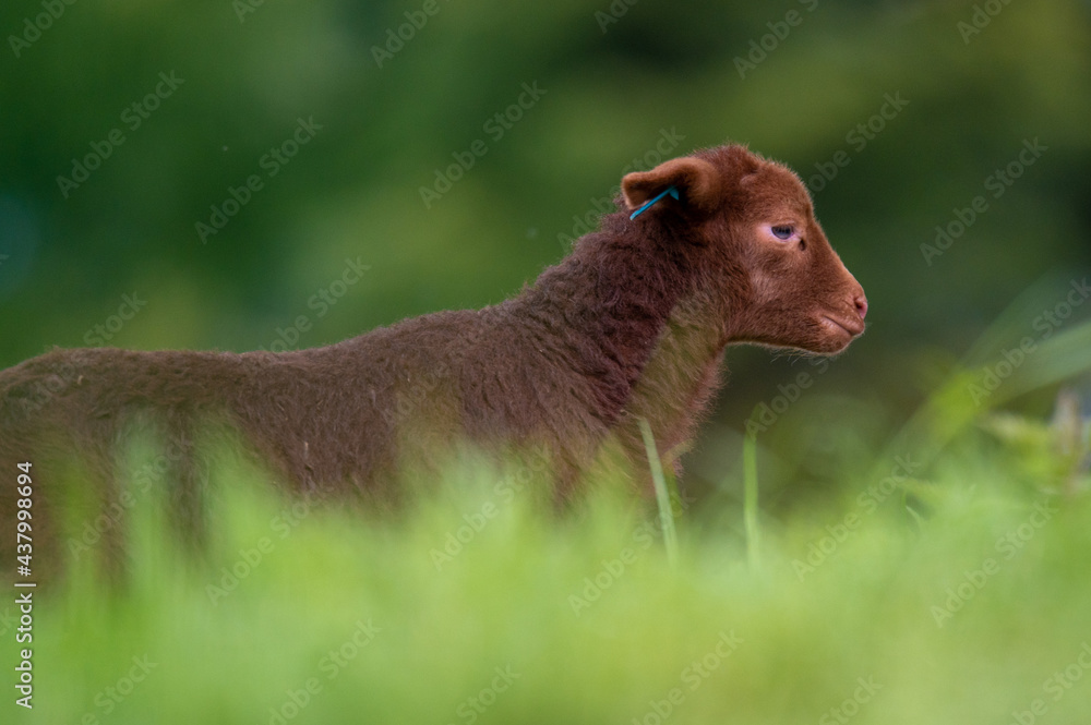 Fototapeta premium Ein kleines Lamm