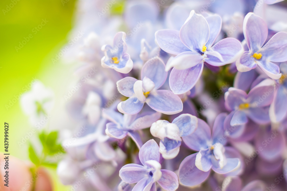 Lilac in the garden. Blooming lilac-purple flowers, selective focus. A branch of lilac in the sunlight. They bloom in spring. Selective focus. Lilac in the garden. Blooming lilac-purple flowers, selective focus. A branch of lilac in the sunlight. They bloom in spring. Selective focus.