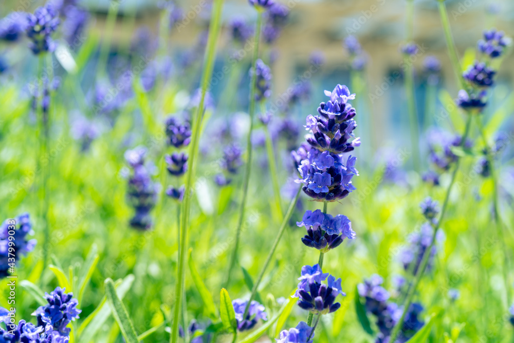 lavender flowers in the garden lavender flowers in the garden